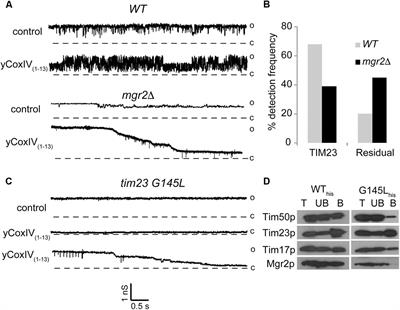 Deletion of Mgr2p Affects the Gating Behavior of the TIM23 Complex